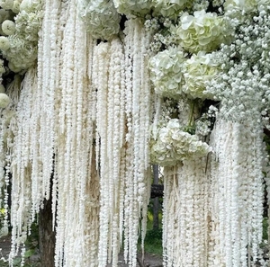 Fiori <span class=keywords><strong>di</strong></span> Amaranto Essiccati Naturali all'Ingrosso per Decorazioni Matrimoniali e <span class=keywords><strong>di</strong></span> <span class=keywords><strong>San</strong></span> <span class=keywords><strong>Valentino</strong></span> - Product Image 4