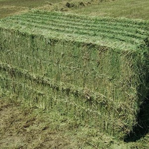 Heno de Alfalfa Puro Premium para Caballos, Ganado, Cerdos y Pollos, 100% Natural, Alto en Proteínas, Alimento Animal de Primera Calidad, Pacas de 100 kg - Product Image 5