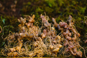 Premium Ngoc Linh Ginseng from Vietnam | High Saponin Content | OEM & Private Label Available - Product Image 2