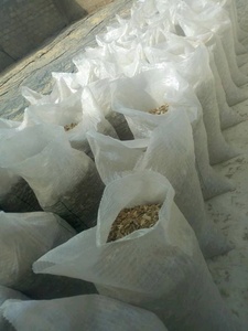 CREKS <b>Fresh</b> Young <b>Ginger</b> Root Natural Rhizome (25kg) From Africa Agriculture for Cooking Retail & Food Processing - Product Image 5