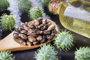 Huile de croissance capillaire en gros à l'extrait de ricin indien, traitement hydratant pour la repousse des cheveux et le cuir chevelu, pour des cheveux forts et sains, export en vrac - Product Image 5