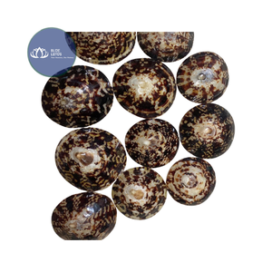 [ALTA CALIDAD] |   Escamas de Concha de Limpet Azul Trituradas a Granel |   Materia prima para la producción de posavasos de resina en Vietnam - Product Image 1