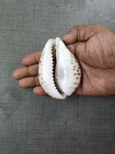 Conchas de Cauri Grandes de Primera Calidad para Joyería Bohemia, Decoración Costera del Hogar, Artesanía Natural Impermeable de Origen Ético - Product Image 5