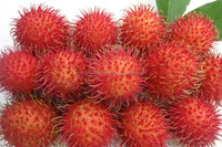 Fruits de rambutan frais du Vietnam, meilleure qualité
