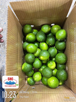 Premium pitloze limoen uit Vietnam – Verse groene citrusvrucht, hoog sapgehalte voor export