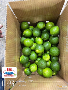 มะนาวไร้เมล็ดพรีเมียมจากเวียดนาม – สดใหม่ ฉ่ำ คุณภาพสูงสำหรับตลาดส่งออก - Product Image 2