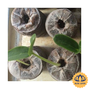 [BEST SELLER] BLUE LOTUS FARM Pastilles de coco écologiques à haute absorption pour germination des semis et matériau de plantation - Product Image 1