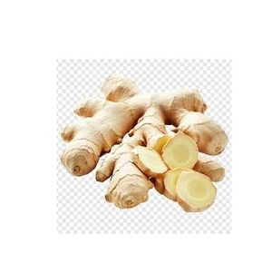 Food Grade Wild <b>Ginger</b> Root Extract <b>Powder</b> 10% Gingerols High Potency Spray Dried Natural Herbal Supplement Bulk Packaging India - Product Image 1