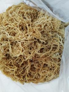 Musgo Marino Orgánico Natural Seco de Vietnam Delta - Exportación a Granel de Alta Calidad con Larga Vida Útil - Product Image 5