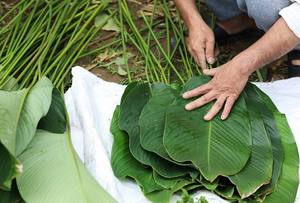 ใบดงสดทั้งใบ ห่ออาหารแบบเป็นมิตรต่อสิ่งแวดล้อม สำหรับห่อขนมจุงเค้ก ผลิตภัณฑ์ทางการเกษตรเวียดนามสำหรับเทศกาลตรุษจีน - Product Image 5