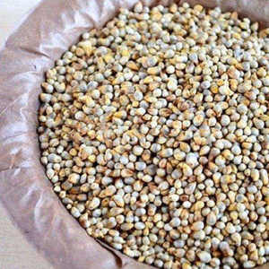 Millet perlé en gros, approvisionnement agricole mondial, grain de millet de qualité export, grain entier naturel de première qualité - Product Image 3