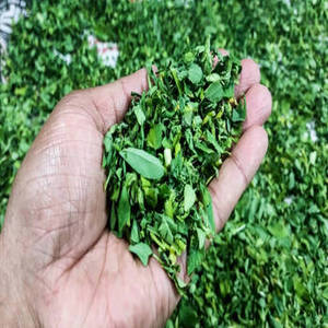 Hojas Secas de Kasuri Methi de Cosecha Fresca, Certificadas por ISO, Gujarat FitTree International, Preparaciones Auténticas para Curry - Product Image 3