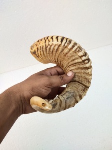 Shofar Pulido Hecho a Mano con Forma Natural de Cuerno de Carnero, Temática Animal, Coleccionable, para Ceremonias Religiosas por Curio Craft - Product Image 2