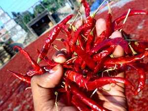 Chile ojo de pájaro seco de Vietnam-Precio barato mayorista y exportador a granel - Product Image 4