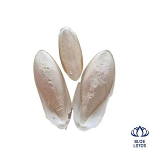 Os de Seiche Nettoyé de Haute Qualité, Écologique, Nettoyant pour Bec, Suppléments Minéraux Premium de Calcium pour Animaux de Compagnie - Product Image 1