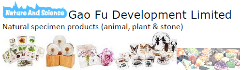 GAO FU DEVELOPMENT LIMITED logo