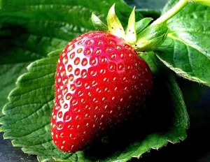 Wild Strawberry Seed Extract Powder Liquid-Solid Extraction 98% Pure Food Grade Retains Natural Flavor & Aroma 100 GRAM PACK - Product Image 4
