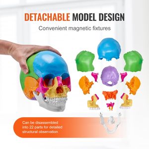 Modello di Cranio Umano in PVC Dipinto a Grandezza Naturale con 22 Parti Anatomiche Staccabili, Strumento Didattico per Scienze Mediche - Product Image 4