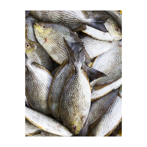 Suministro a granel de conejo y pescado congelados de calidad exportación, listos para distribuidores y mercados minoristas. - Product Image 5