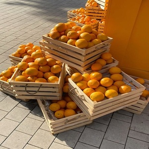 Naranjas Frescas Disponibles para Compras al por Mayor y Suministro Comercial de Alimentos - Product Image 1