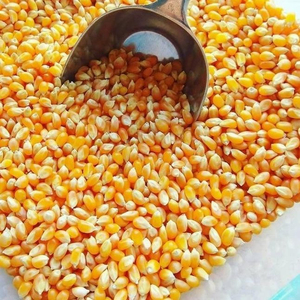 Maíz Forrajero de Primera Calidad al por Mayor, Suministro a Granel, Listo para Enviar, Grado Alimenticio para Animales, el Más Vendido para Exportación - Product Image 1