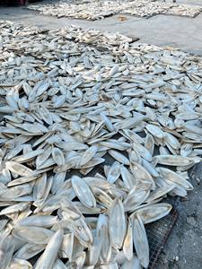 VIETNAM: HUESO DE SEPÍA SECADO DIRECTAMENTE DE FÁBRICA / HUESO DE CUTTLEFISH / HUESO DE SEPÍA - Product Image 3