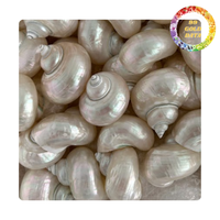 Coquille de Turbo polie à la main du Vietnam, coquille tropicale de qualité supérieure pour la décoration, l'art, les bijoux et des prix de gros compétitifs