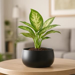 High-Quality Stainless Steel Black Indoor <b>Plant</b> Planter Pot for <b>Table</b> Top Display Decorative Living Room Office Flower Planter - Product Image 1