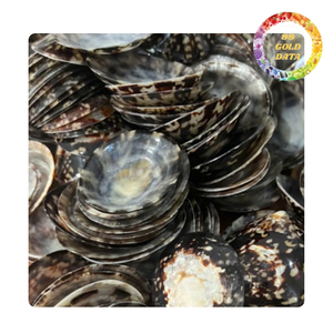 Wholesales High Quality Craft Sea Limpet Shell/ Sea Snail Shell Natural Green - Product Image 6