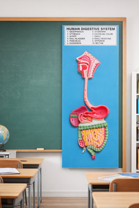 Modèle d'anatomie du système digestif humain, coloré, en fibre de verre et métal, 3D, aide pédagogique médicale scientifique pour l'école et la médecine - Product Image 2