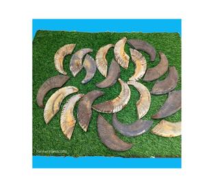 Punta de cuerno de carnero natural para mangos de cuchillos personalizados, suministro artesanal duradero a precio económico - Product Image 1