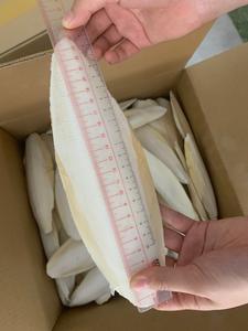 HUESO DE SEPIA SECA/CUTTLEBONE para PÁJARO CON PRECIO BARATO DE VIETNAM/Sra. Lima - Product Image 6