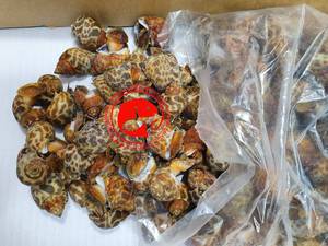 Escargots de mer surgelés de première qualité, coquilles nettoyées, texture ferme, qualité marine naturelle, emballage commercial idéal, origine Pakistan - Product Image 5