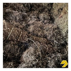 Best Price <b>Dried</b> Black <b>Grass</b> Jelly Powder and Leaves Vietnam Manufacturer for Beverage Dessert and Bubble Tea - Product Image 5