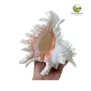 Concha de Murex Blanca Gigante, Concha Marina Espinosa Genuina, Pulida, con Diseño Floral, Espécimen Marino Raro, Coleccionable, para Exhibición en Museos o en el Hogar - Product Image 5