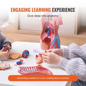 Modello Anatomico del Torso Umano Unisex in 23 Parti, 18 Pollici, con Organi Rimovibili e Scheletro per Educazione e Scienza Medica - Product Image 3