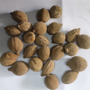 Baheda Fruta de Bibhitaki Entera, Cruda, Natural y Seca al Sol, Terminalia Bellirica, Sabut Beleric, Myrobalan, Envasada al Vacío de Rajasthan - Product Image 5