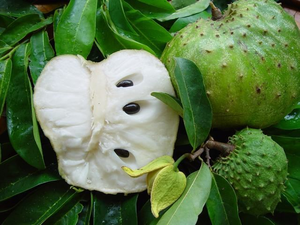Frozen Soursop Fruit Manufacturer Exporter OEM Wholesale - Product Image 2