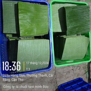 Feuilles de banane vertes sélectionnées du Vietnam pour les importateurs alimentaires mondiaux et la création de packs cadeaux uniques par 99 Gold Data - Product Image 2