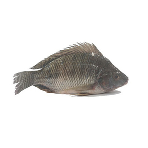 Pescado Tilapia Congelado Disponible para Compra al por Mayor con Precios Competitivos del Mercado - Product Image 1