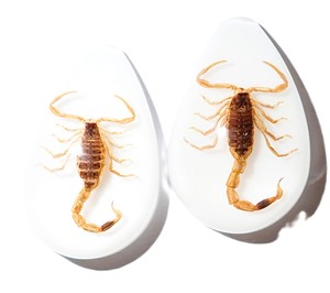 Golden Scorpion Real Specimen Plastic Cabochon Pear Shape Cut <b>Top</b> 33x22 mm White Flat Bottom for Crafts and Jewelry Making - Product Image 1