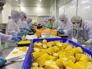 Maíz Congelado de Granja de Vietnam Maíz Congelado Empaquetado y Congelado con Cuidado para Uso en Cocinas Unidades de Comida Rápida y Venta Al por Menor - Product Image 2