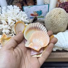 Coquilles de pétoncles naturelles de couleurs assorties en provenance du Vietnam pour les travaux manuels - Product Image 6