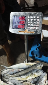 Nuovo Mahi Mahi Intero Congelato a Freddo, Specialità <span class=keywords><strong>di</strong></span> Pesce Cinese, 1-2kg Grado A, Congelato BQF - Product Image 3