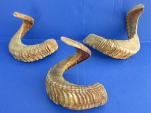 Corne de Bélier / Corne de Mouton de Haute Qualité, Artisanat Naturel, 100% Naturelle, Corne de Bélier Polie, Shofar en Promotion - Product Image 6