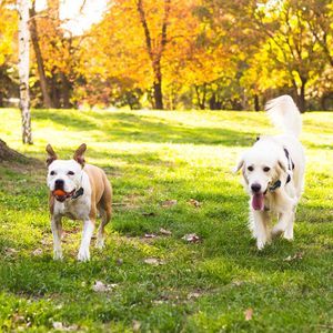 Collare Elettrico per Addestramento Cani Piccoli, Medi e Grandi, Sistema di Contenimento Wireless con Recinzione Elettrica - Product Image 4