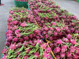 Premium <b>White</b> Flesh Dragon Fruit from Vietnam Fresh Sweet and Juicy Long <b>Shelf</b> Life Export Ready - Product Image 5