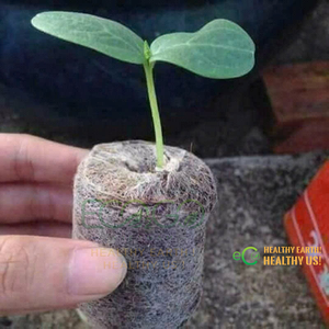 Crecer con más inteligencia con los pellets de turba de coco: tapones de fibra de coco compactos y expandibles para la germinación de semillas, la producción de plántulas y el cultivo en viveros. - Product Image 5