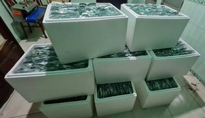 Uvas de Mar Deshidratadas, Producto de Exportación Popular, Algas Secas Naturales de Vietnam - Product Image 6