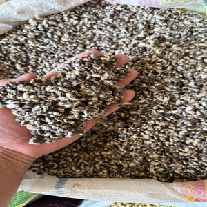 Graines de coton fraîches en vrac de qualité supérieure pour commandes B2B de gros volume - Product Image 1